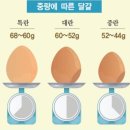 싱싱계란 네이버블로그