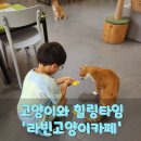 94 | 대전 원신흥동 라빈 고양이카페에서 만난 순딩이 고양이들과 행복한 시간