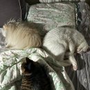 목포제일 동물약국 | 목포 인천 장거리 포장이사 견적 및 내돈내산 후기