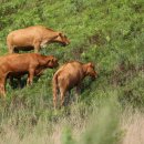 풀로만목장 이미지