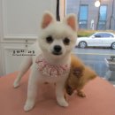 망고&체리 애견샵 이미지