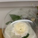 [제품리뷰]드림 아트 성년의날 기념일 선물 한송이 장미 조화 꽃 풍선 후기,가격,정보