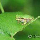 개구리 디지털타임스