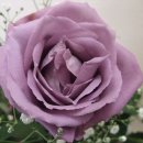 경희해바라기한의원 | 독서 후기 바른 식생활이 나를 바꾼다,원당경희한의원