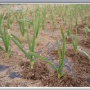 한일농장 이미지