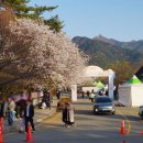 자양벚꽃100리길 | 영암왕인문화축제 2026 4월 벚꽃 만개 현장 후기 및 포토스팟 총정리