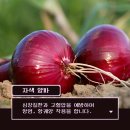 양파이야기