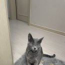 금쪽금쪽금쪽반려동물병원 Daum카페