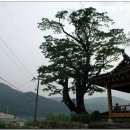 순천-36호 이미지