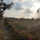 일과리-2 이미지