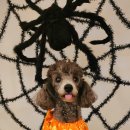 바우스쿨 이미지