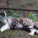 호랑이 체육관 이미지