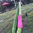 여주-0239 이미지