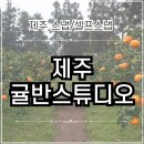 꼭지PC | 제주 여행 | 제주 스냅 귤반스튜디오 가족 사진 스냅 촬영