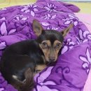 정문 앞 건널목 이미지