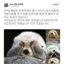 해달
