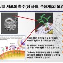 글리코영양소 이해 및 활용 이미지