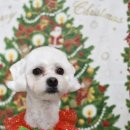 망고펫살롱 이미지