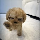 행복한 강아지 이미지