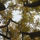 영광향교 이미지