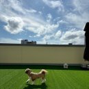 핫도그 반려견 유치원 이미지