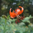 웅치마을길 이미지