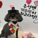 펫미용 | 추석 전 변신 전주 송천동 아로멍 | 애견 미용 펫아로마 후기