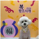 편안한댕 이미지