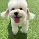 애견호텔 이미지