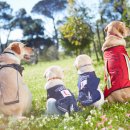 부산경상대학교 반려견유치원 이미지
