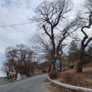 영천 약남리 회화나무 | 채약산 - 약남리 회화나무- 청제비