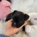 부유켄넬 이미지