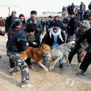 Fall in dog 이미지