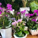 동백꽃백화점 이미지