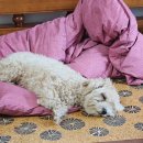 복이네도그살롱 이미지