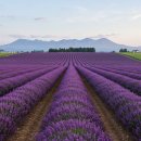 초원가든민박 | 여름 훗카이도 1박2일 여행일정