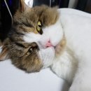 까망 곰 젤리 이미지