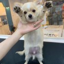 Re Pet 애견샵 이미지