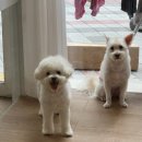 알콩 | 동탄 반려견미용실 알콩 호텔링&amp;목욕 후기