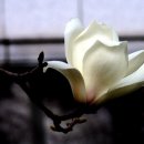 전주시 덕진구청 이미지