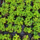 시흥농장 이미지