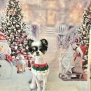 DOG깨비 강아지 미용실 이미지