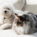 해오름동물병원 이미지