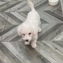 펫티 살롱 네이버블로그