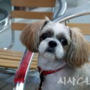 데려가개 이미지