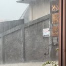 가우리 GAURI 이미지