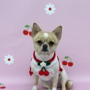 가치있개 이미지