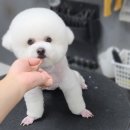 더 펫 애견샾 이미지