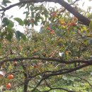 잭과 사과나무 이미지