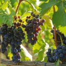 (주)비노기술 이미지